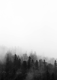 Mysterious Forest