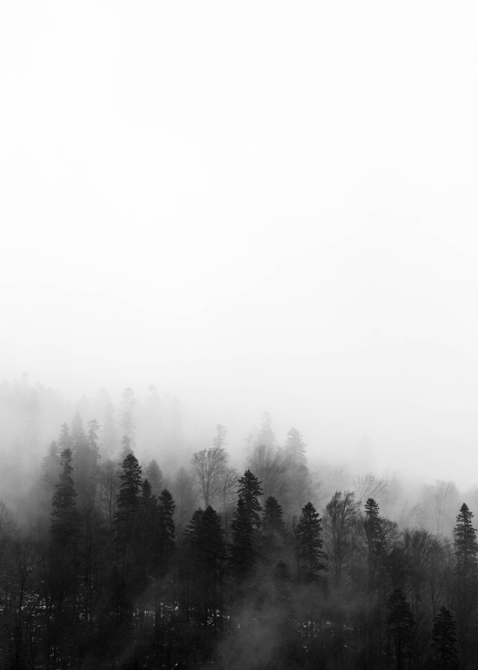 Mysterious Forest