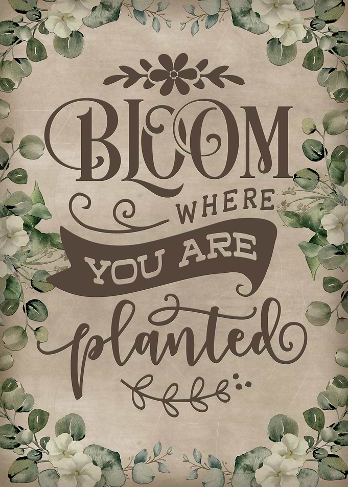 Bloom where you are plant