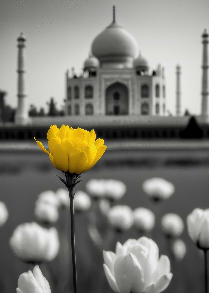 Yellow Flower Taj Mahal
