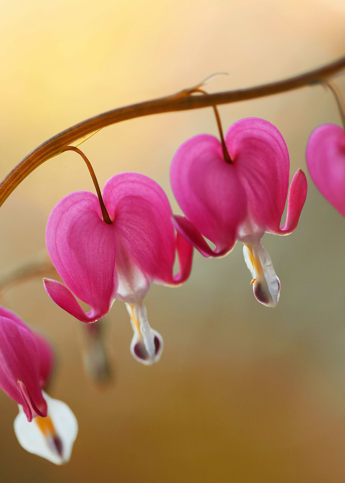Floral composition