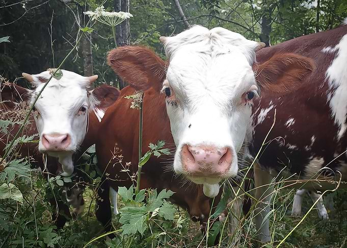 Cows in the Alps