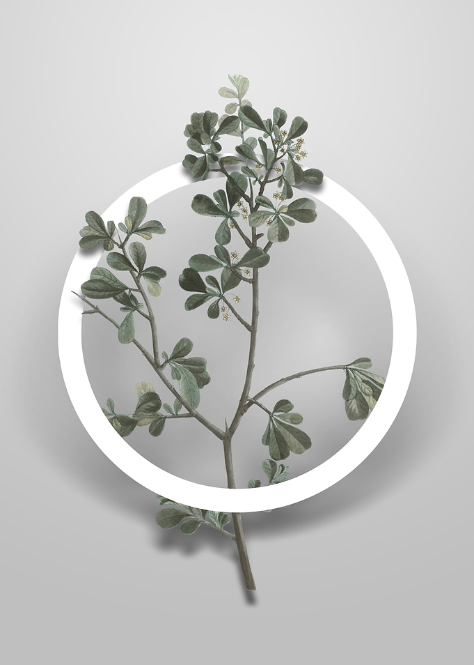 European Buckthorn Flower