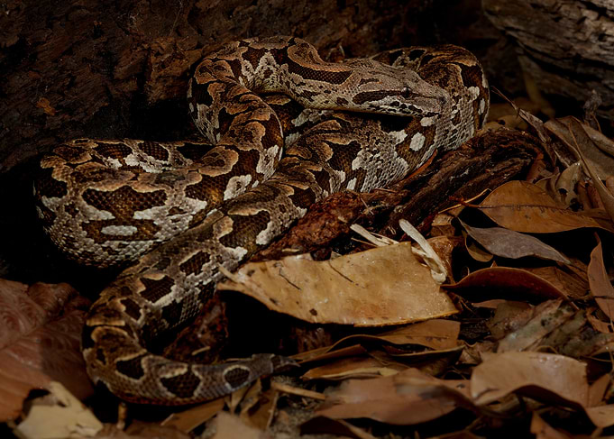 Demirls Boa Constrictor