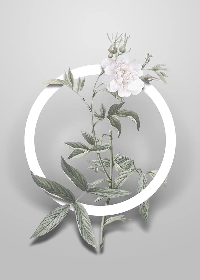 White Rose of York Flower