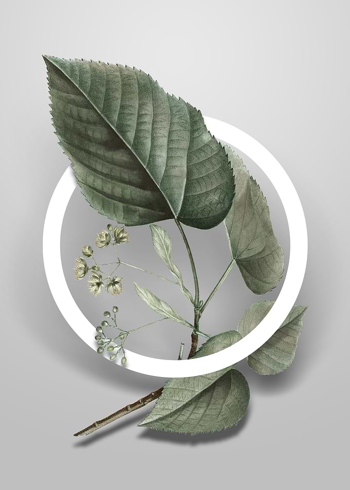 Linden Tree Branch Flower