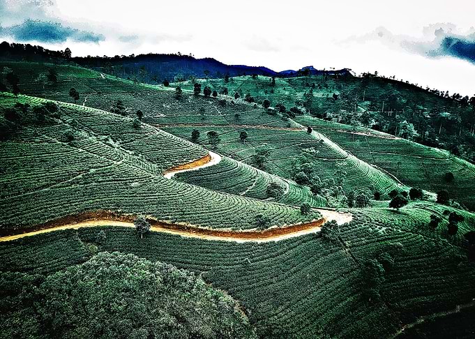 tea plantation