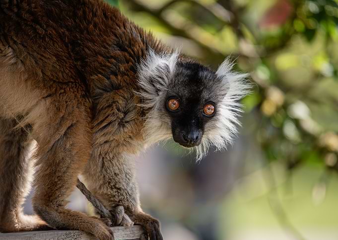 Lemur in the Trees