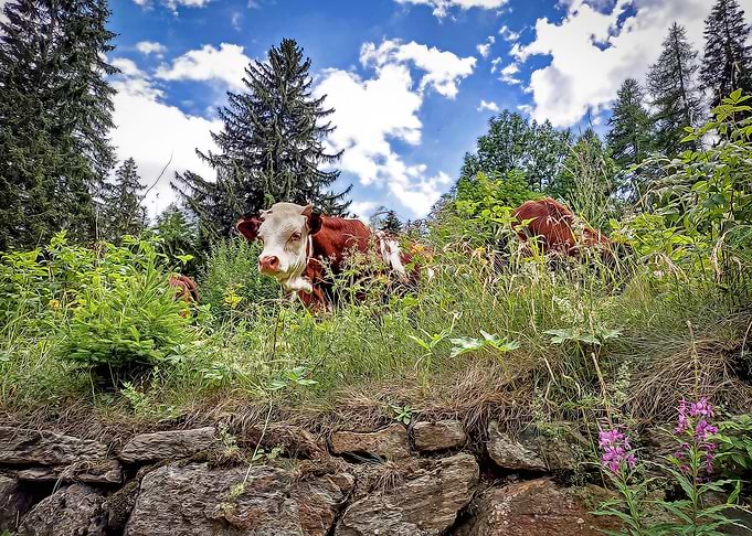 Cows in the Alps