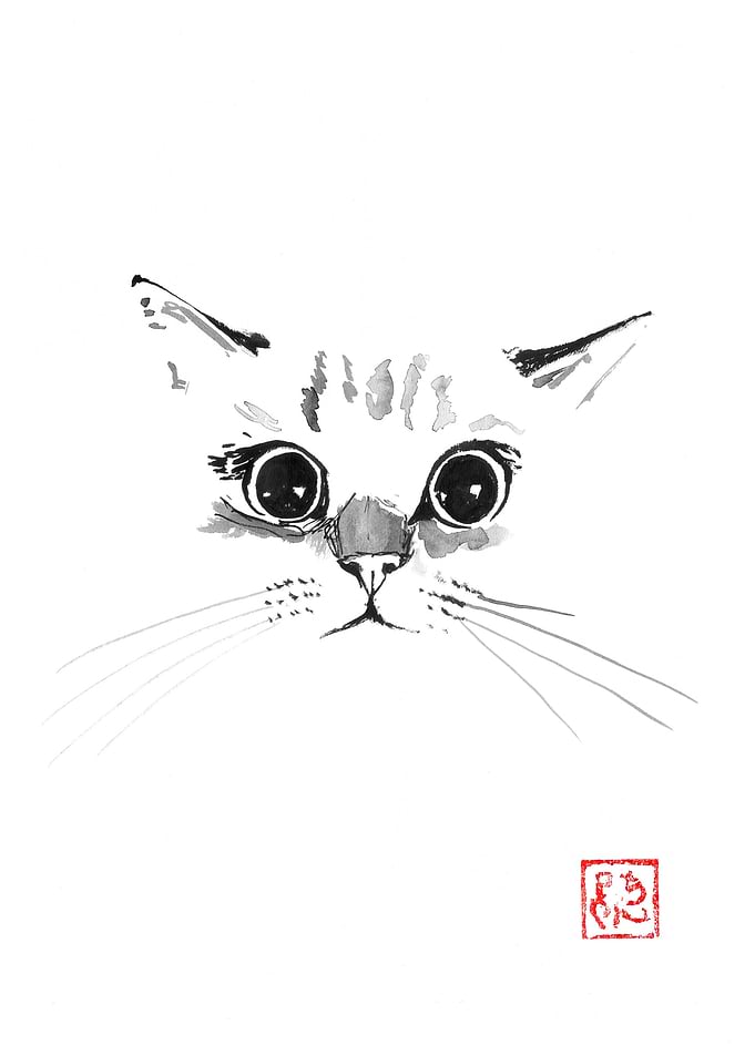 visage de chat