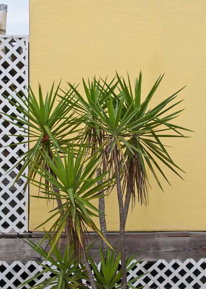 Palm meets Yellow Wall 1