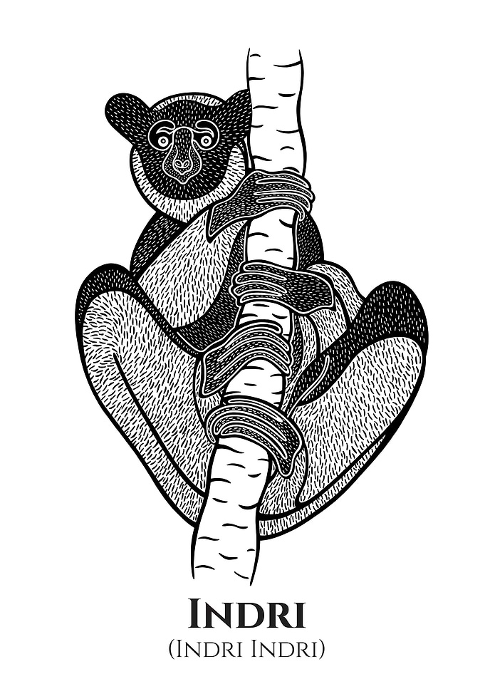 Indri with Scientific Name