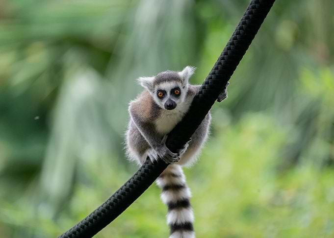 Lemur