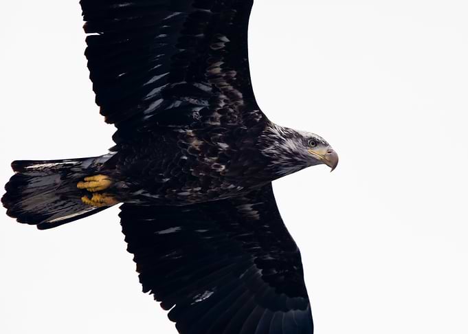 Juvenile bald eagle close