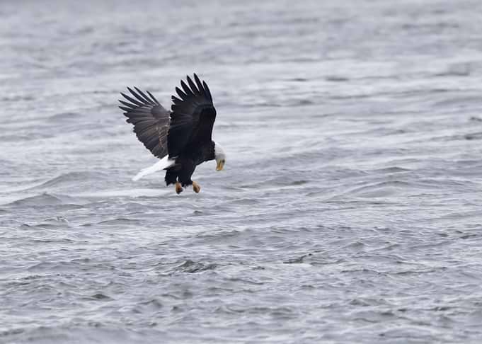 Bald eagle fishing