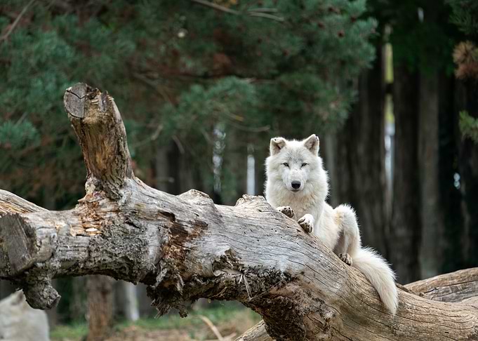 white wolf