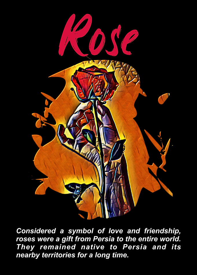 Rose Flower