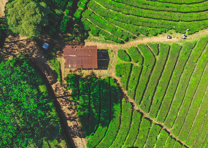 tea plantation