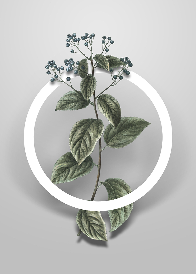 New Jersey Tea Flower Art