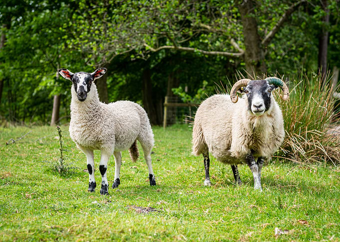 Sheep in Summer Sun