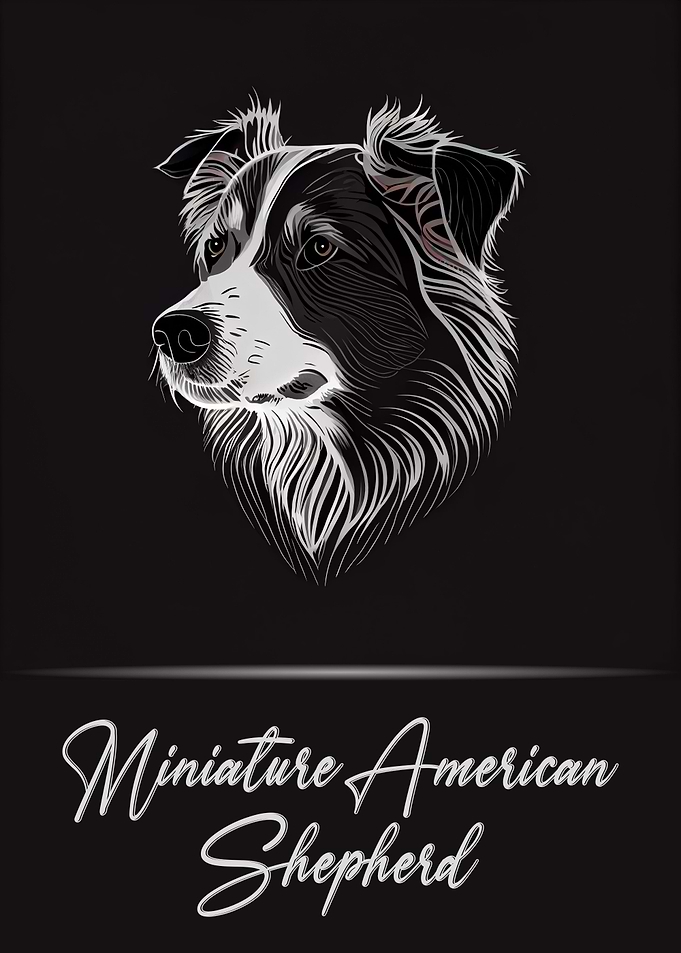 Mini American Shepherd
