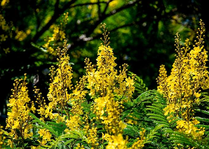 Sibipiruna Flowers