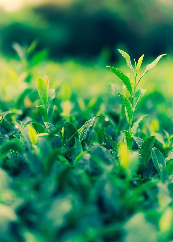 tea plantation