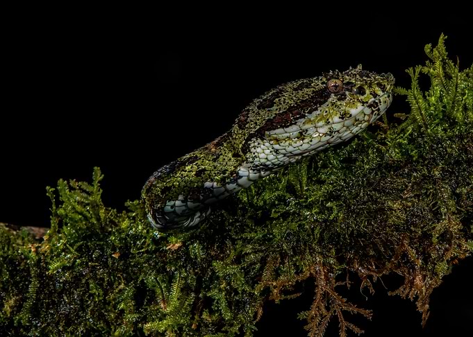 Eyelash Viper Portrait