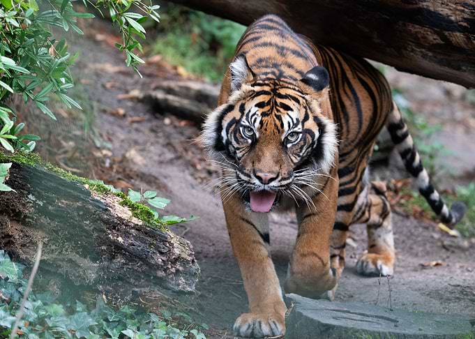tiger