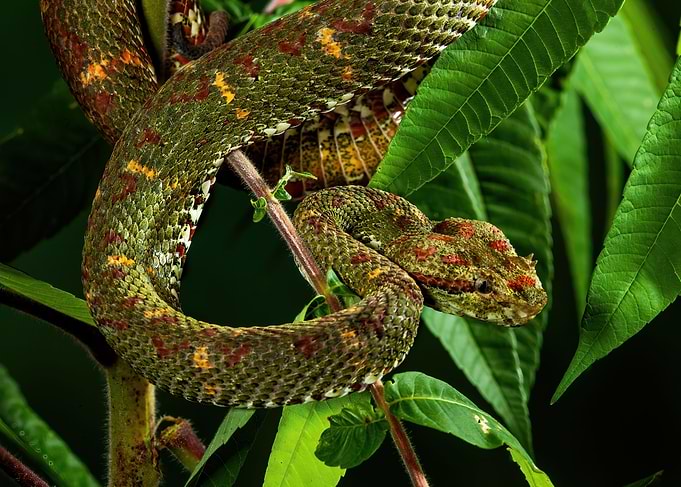 Palm Viper Ready to strike