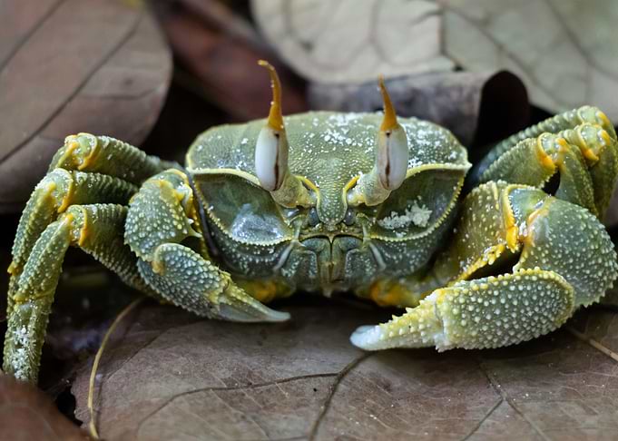Maldivian Crab