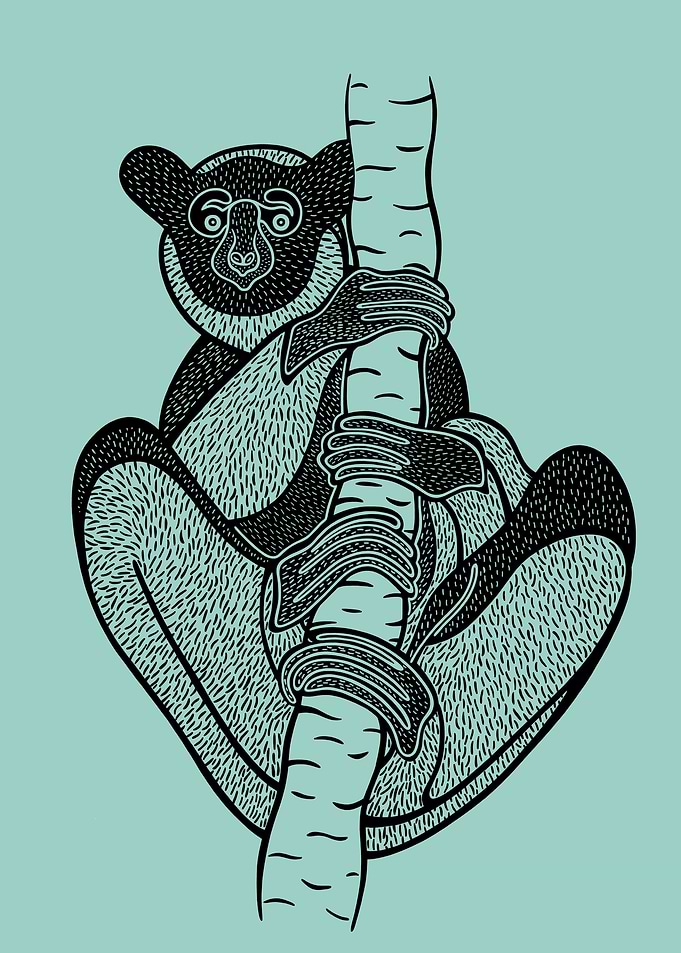 Indri or Babakoto Drawing