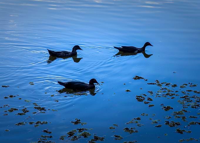 Three Little Ducks