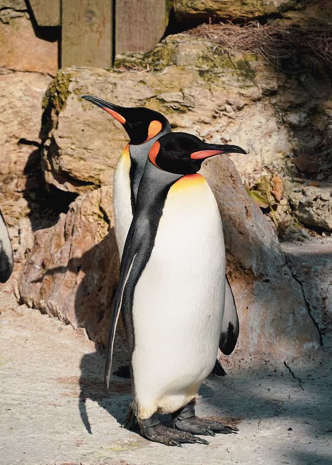 Penguins