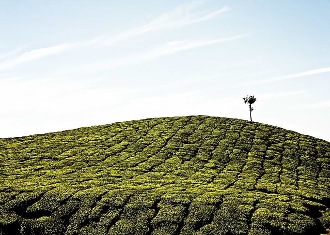tea plantation
