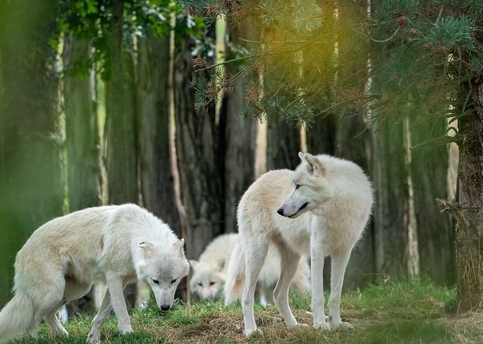 white wolf