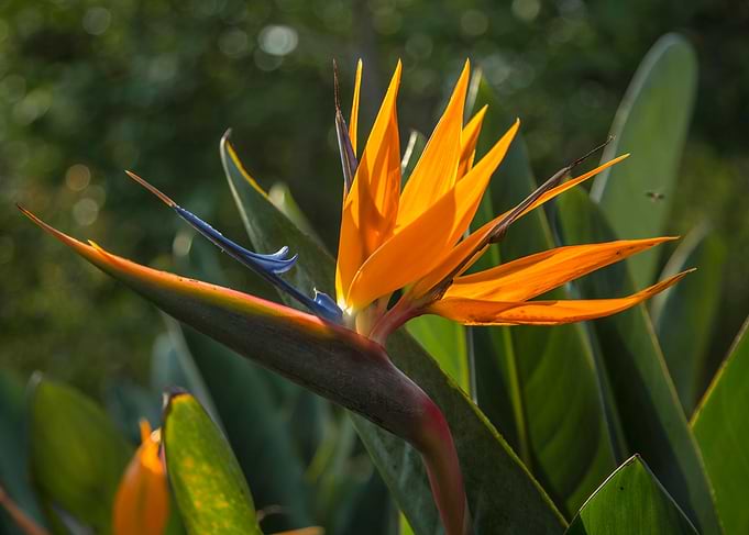 Bird of Paradise