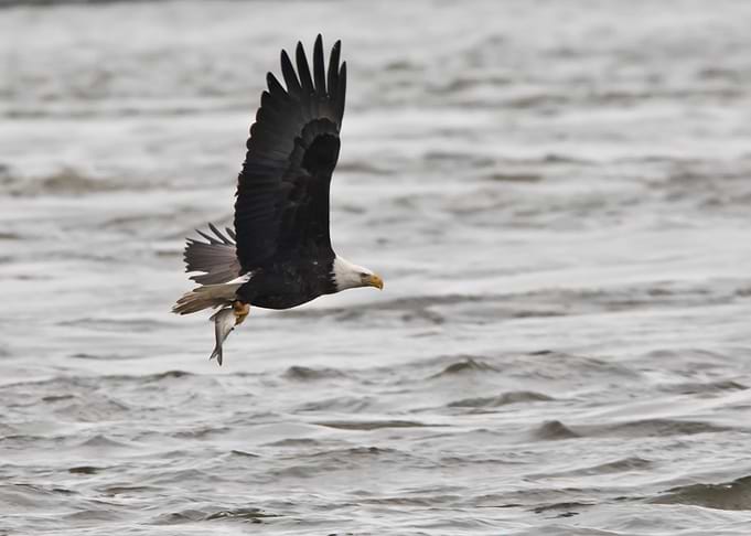 Bald eagle with fish