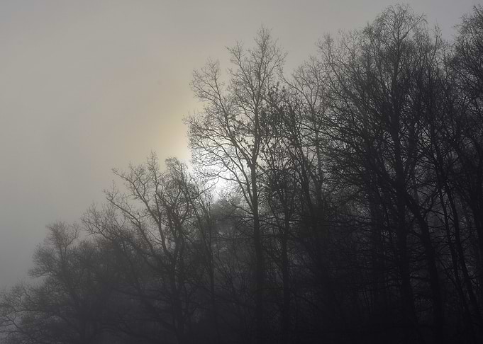 Mystic trees in the mist
