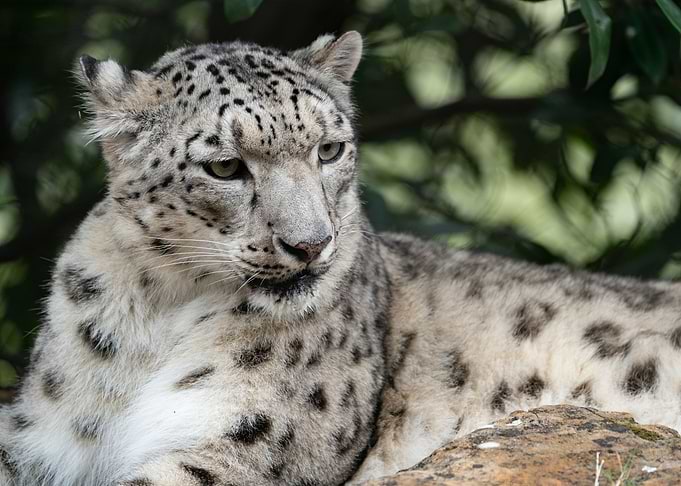 panther