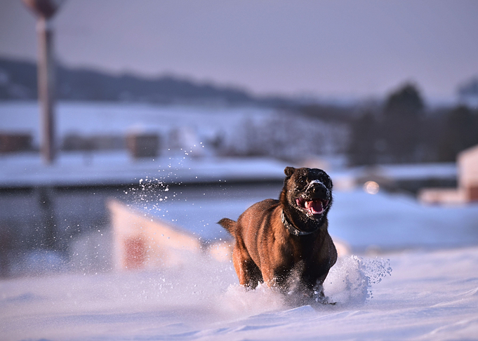 DOGS PLAYING IN THE SNOW