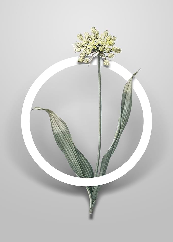 Golden Garlic Flower Art