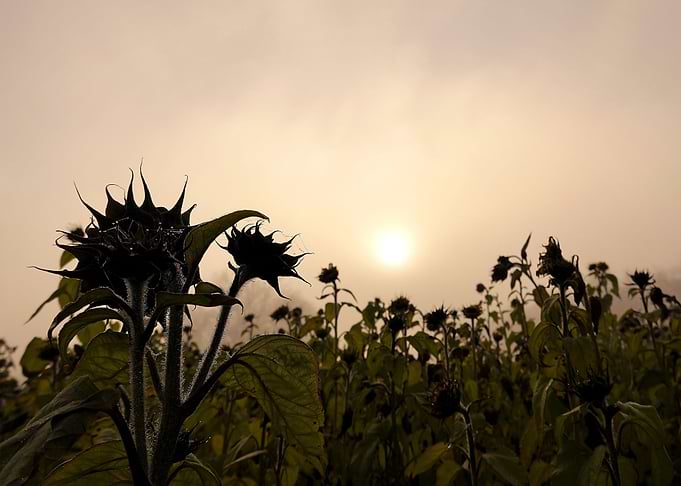 Misty field of sunflowers