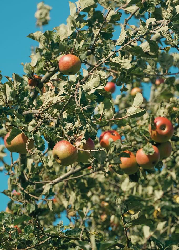 Summer Apple tree