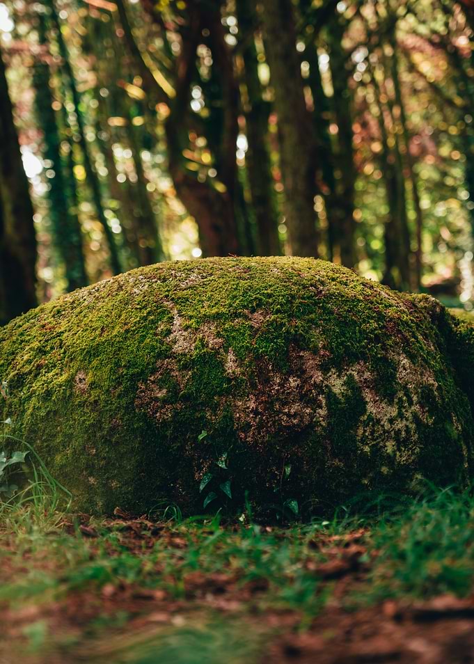 Green Moss Rock