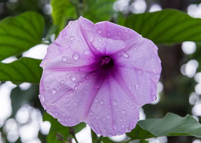 Purple Violet Flower