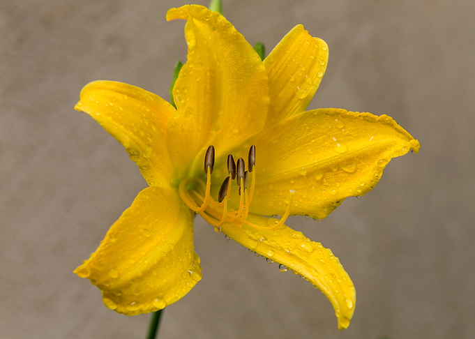 Yellow Daylily
