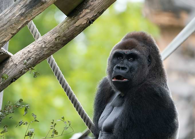 gorilla