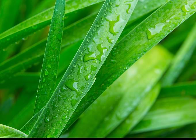 Wet Green Leaves