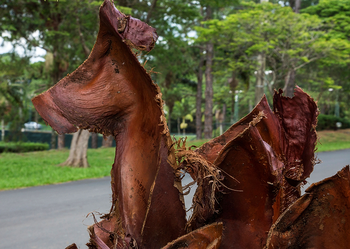 Horse Bark Composition